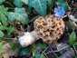 Ízletes kucsmagomba (Morchella esculenta), Budai-hegység